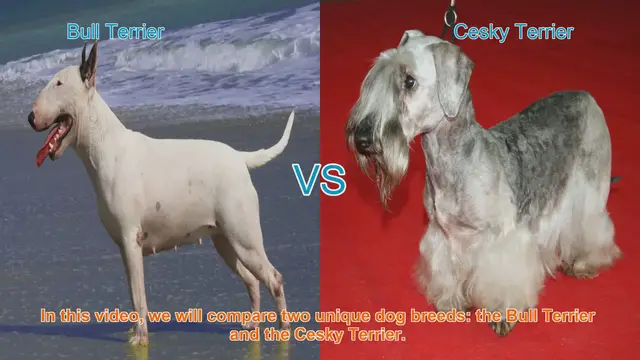 Video thumbnail for Bull Terrier vs. Cesky Terrier: A Comparison of Two Unique Dog Breeds