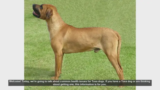 Video thumbnail for Common Health Issues in Tosa Dogs: What You Need to Know