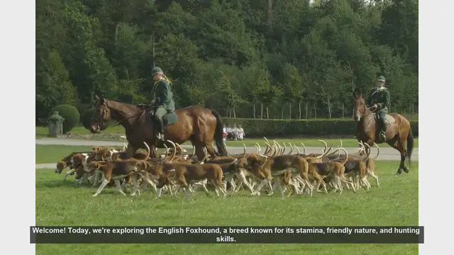 Video thumbnail for Common Health Issues in English Foxhounds: What You Need to Know
