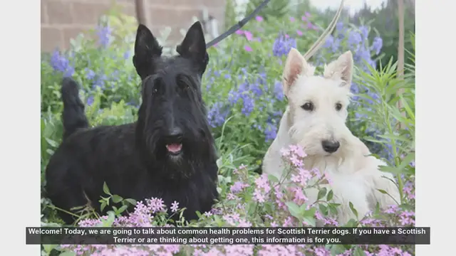 Video thumbnail for Common Health Problems in Scottish Terriers: What You Need to Know