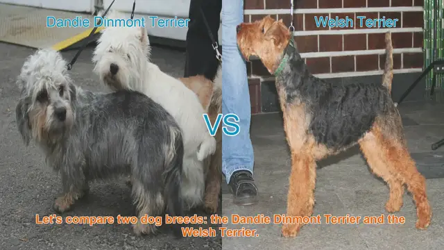Video thumbnail for Dandie Dinmont Terrier vs. Welsh Terrier: A Comprehensive Comparison
