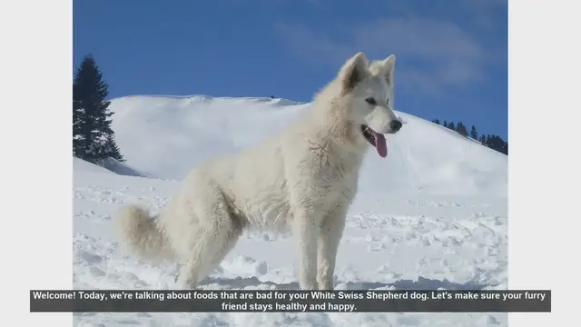 Video thumbnail for 7 Foods to Avoid for Your White Swiss Shepherd Dog's Health