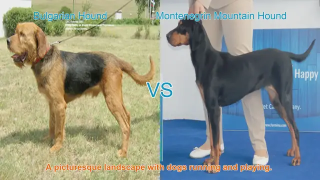 Video thumbnail for Comparing Bulgarian Hound and Montenegrin Mountain Hound: A Comprehensive Guide