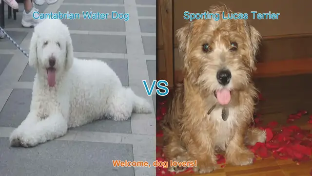 Video thumbnail for Comparing Cantabrian Water Dog and Sporting Lucas Terrier: A Guide for Dog Lovers