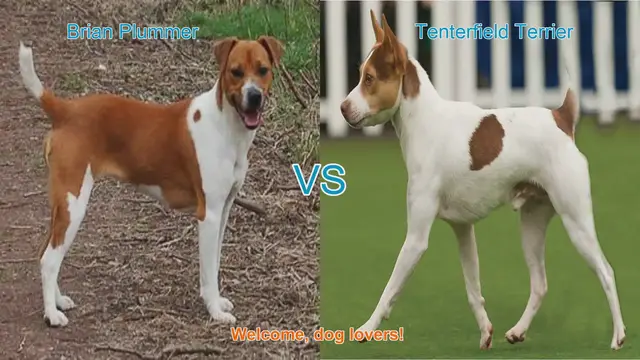 Video thumbnail for Comparing Brian Plummer Terrier vs. Tenterfield Terrier: A Comprehensive Guide