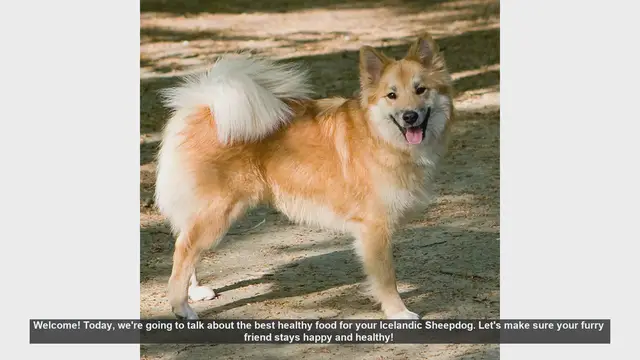 Video thumbnail for Top Healthy Foods for Your Icelandic Sheepdog