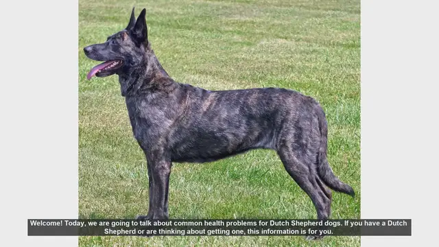 Video thumbnail for Common Health Problems in Dutch Shepherd Dogs