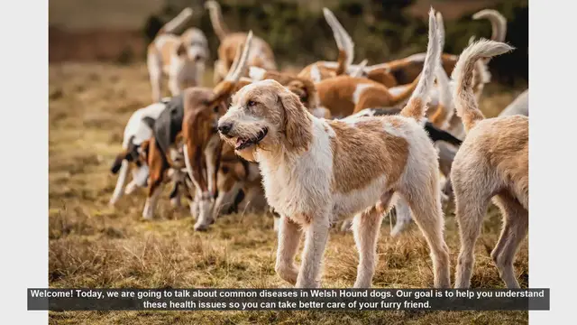 Video thumbnail for Common Health Issues in Welsh Hound Dogs: What You Need to Know