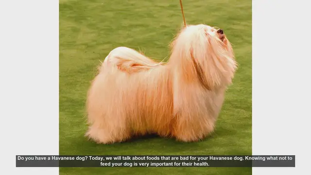 Video thumbnail for Foods to Avoid Feeding Your Havanese Dog