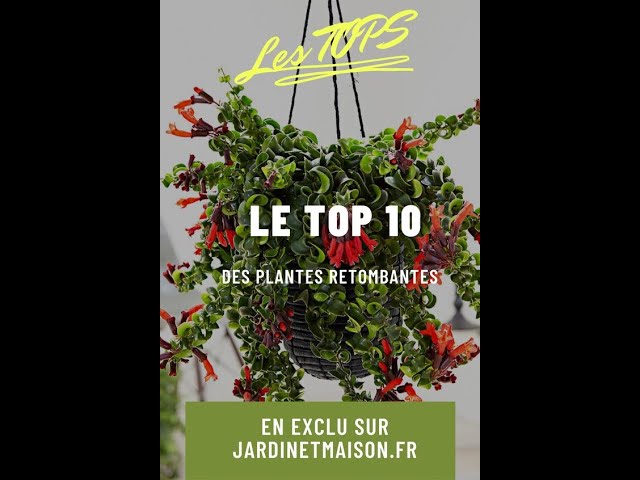 Video thumbnail for 10 plantes retombantes à avoir à la maison