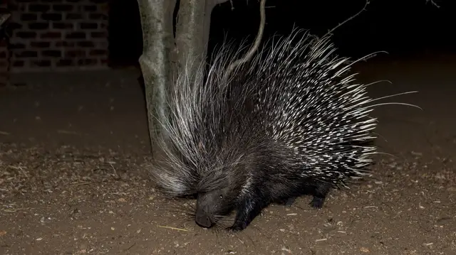 Video thumbnail for Masorini Bush Lodge | Kruger Nationalpark Südafrika