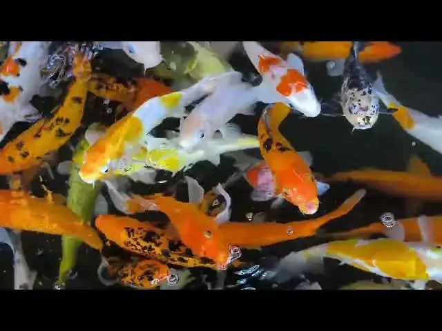 Video thumbnail for How to Prevent Organic Buildup in Your Koi Pond