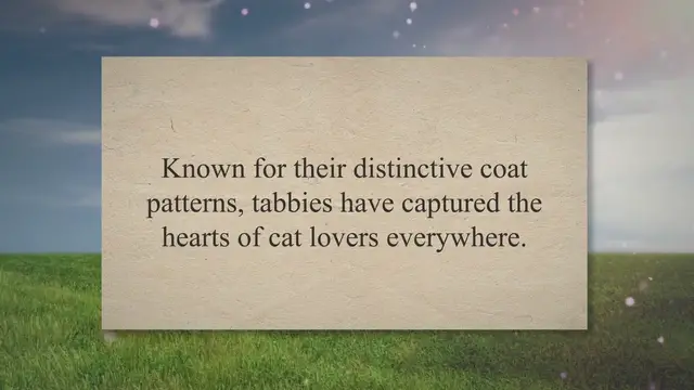 Video thumbnail for From Tiny Tabbies to Majestic Giants: Exploring the Astonishing Sizes Tabby Cats Can Reach