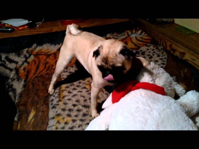 Video thumbnail for Pug tearing a bear up