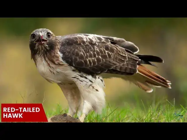 'Video thumbnail for Hawks in Rhode Island: Skyward Wardens of the Ocean State'