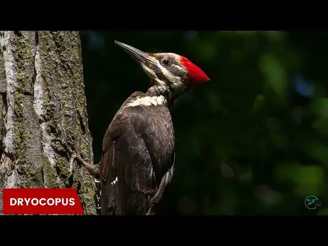Video thumbnail for Alabama's Most Beautiful Woodpeckers: A Visual Tour