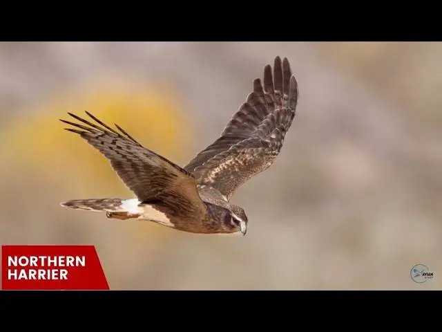 'Video thumbnail for Hawks in Virginia: Skyward Watchers of the Old Dominion'