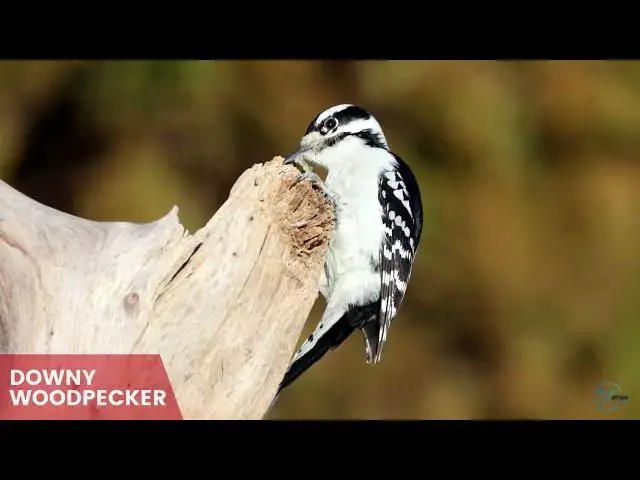 Video thumbnail for Arkansas' Woodpeckers: An Insight into Their Lives and Habitats