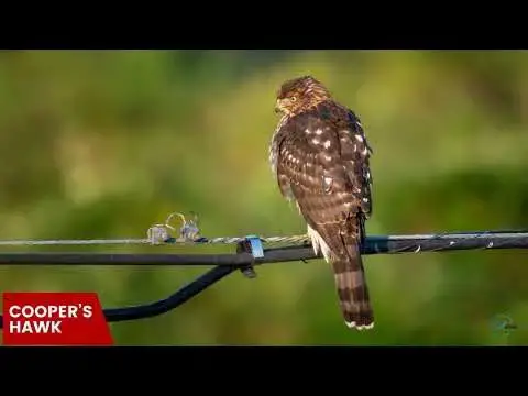 Video thumbnail for Hawks in Missouri: Sky Guardians of the Show-Me State