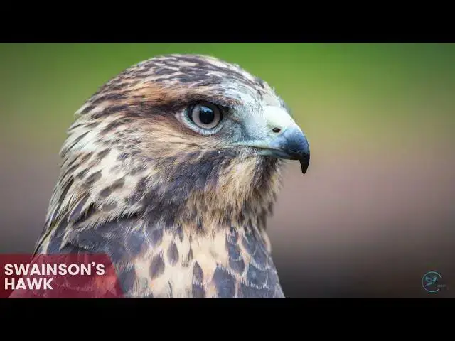 'Video thumbnail for Hawks in Pennsylvania: Sky Sentinels of the Keystone State'