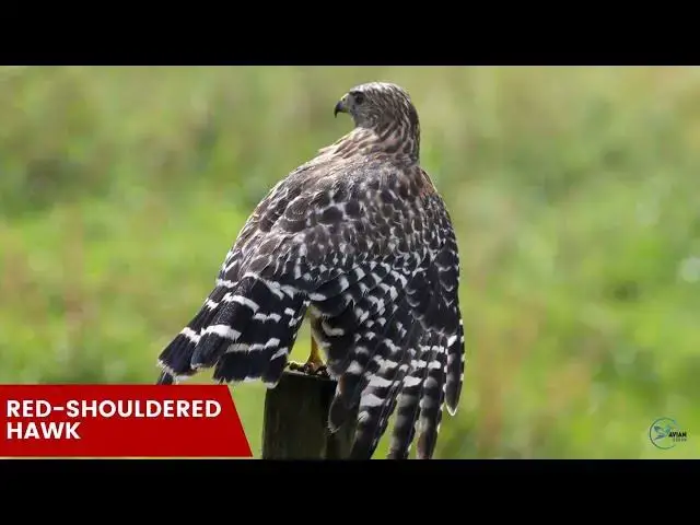 Video thumbnail for Hawks in Minnesota: Feathered Guardians of the North Star State