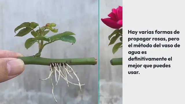 Video thumbnail for Cómo propagar rosas con un vaso de agua: florecerán en unos días