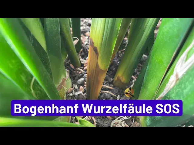 Video thumbnail for Bogenhanf vor Wurzelfäule retten