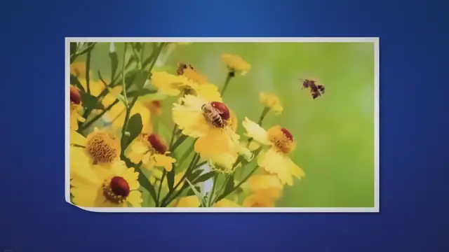 Video thumbnail for 5 Buzz-arre Honeybee Facts You Need To Know