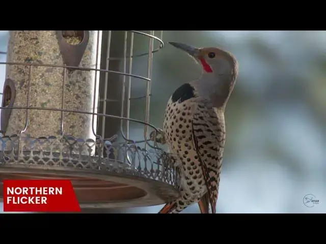 Video thumbnail for A Close-up Look at Woodpecker Nesting Habits in Delaware
