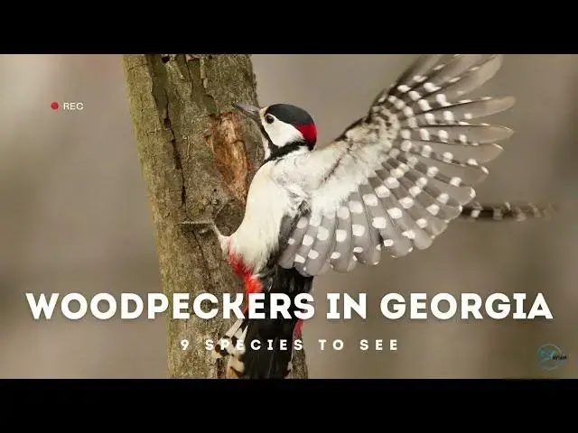 Video thumbnail for Spotting and Identifying Woodpeckers in Georgia: A Beginner's Guide