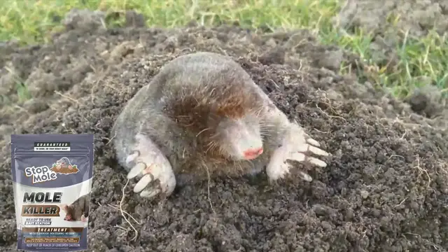 'Video thumbnail for Stop Mole Avis - Anti Taupes '