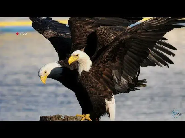 Video thumbnail for Discovering the Majesty of Nevada's Eagles