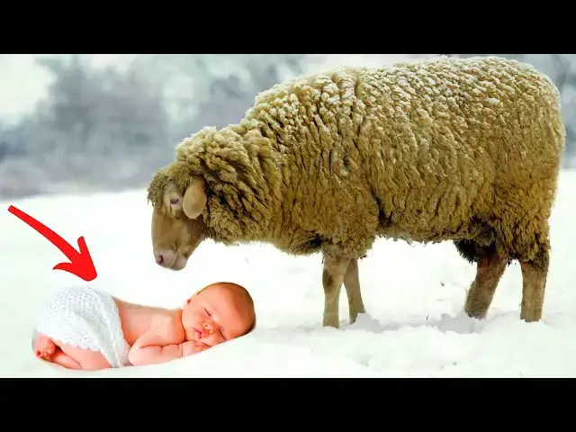 Video thumbnail for Farmer finds a miracle baby covered in snow and his sheep helped keep her warm!