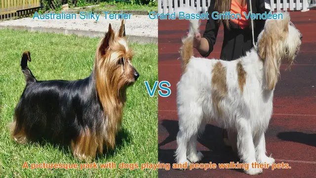 Video thumbnail for Comparing Australian Silky Terrier and Grand Basset Griffon Vendéen: Breeds Unleashed
