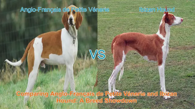 Video thumbnail for Comparing Anglo-Français de Petite Vénerie and Ibizan Hound: A Breed Showdown