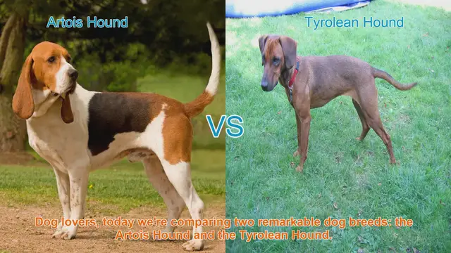 Video thumbnail for Artois Hound vs. Tyrolean Hound: A Comparison of Two Remarkable Dog Breeds
