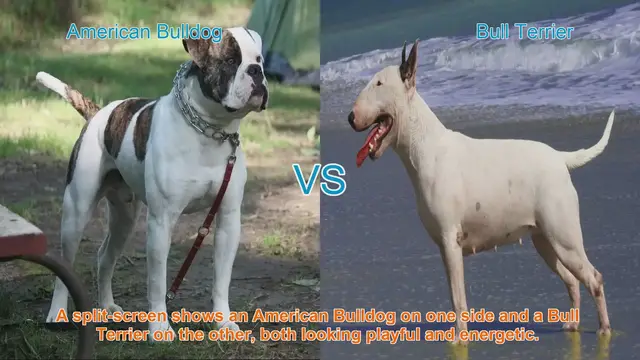 Video thumbnail for American Bulldog vs. Bull Terrier: Breed Comparison