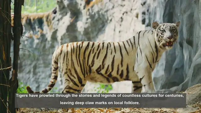 Video thumbnail for 10 Ways Tigers Have Influenced Local Folklore