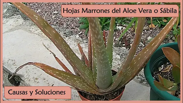 'Video thumbnail for 🌱 Por qué se pone el Aloe Vera o Sábila Marrón y cómo recuperarla ✅'