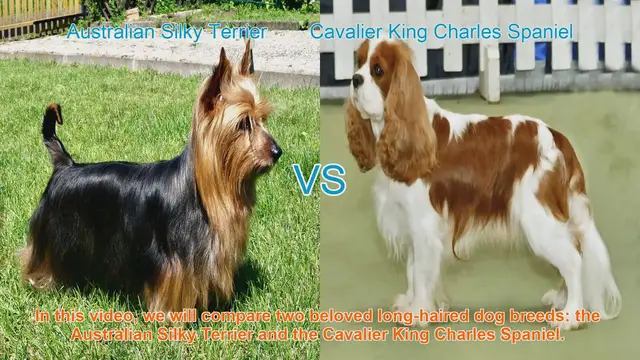 Video thumbnail for Comparing Australian Silky Terrier and Cavalier King Charles Spaniel