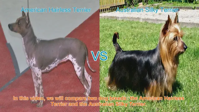 Video thumbnail for American Hairless Terrier vs. Australian Silky Terrier: A Breed Comparison