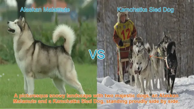 Video thumbnail for Alaskan Malamute VS Kamchatka Sled Dog