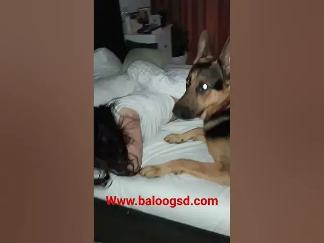 'Video thumbnail for good morning #gsd #germanshepherd #dog #blog #happydog'