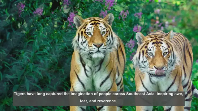 Video thumbnail for 10 Ancient Tiger Beliefs in Southeast Asia