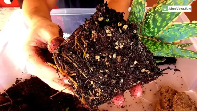 'Video thumbnail for 🌱 Preparación del Sustrato Para Aloes'