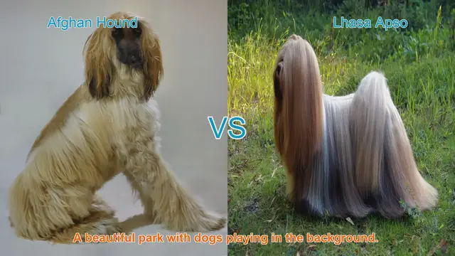 Video thumbnail for Comparing Afghan Hound and Lhasa Apso: Origins, Appearance, Temperament, and Care