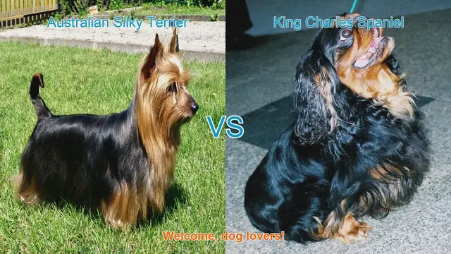 Video thumbnail for Australian Silky Terrier vs. King Charles Spaniel: A Comparison of Long-Hair Dog Breeds