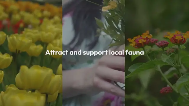 Video thumbnail for Wildlife Gardens