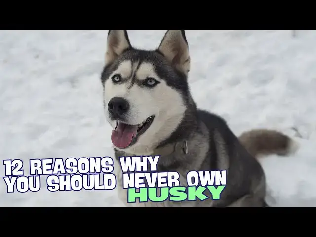 Video thumbnail for 12 Reasons Why You Should Never Own a Husky! 🐺❄️