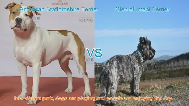Video thumbnail for Comparing American Staffordshire Terrier and Glen of Imaal Terrier: A Comprehensive Guide